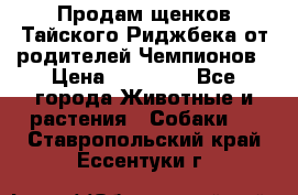 Продам щенков Тайского Риджбека от родителей Чемпионов › Цена ­ 30 000 - Все города Животные и растения » Собаки   . Ставропольский край,Ессентуки г.